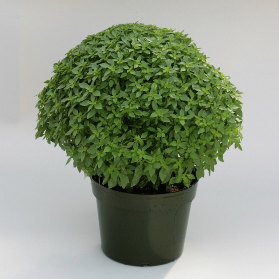 Мелколистный (Buxus microphylla) самшит