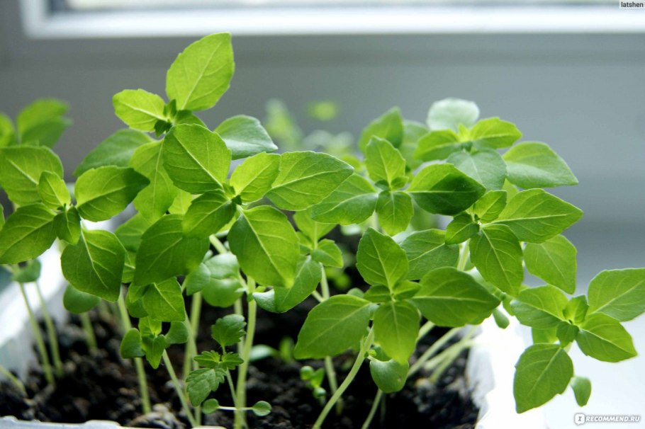 Базилик кустовой