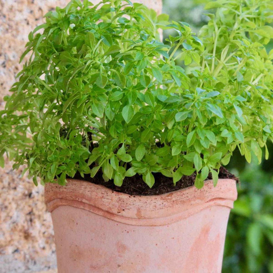 Базилик фиолетовый Кабернэ