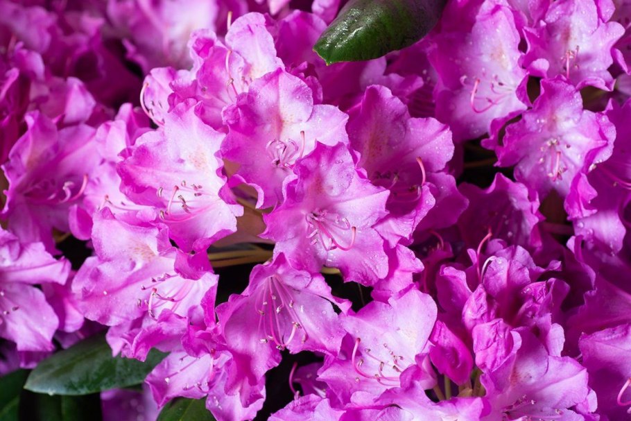 Рододендрон English Roseum