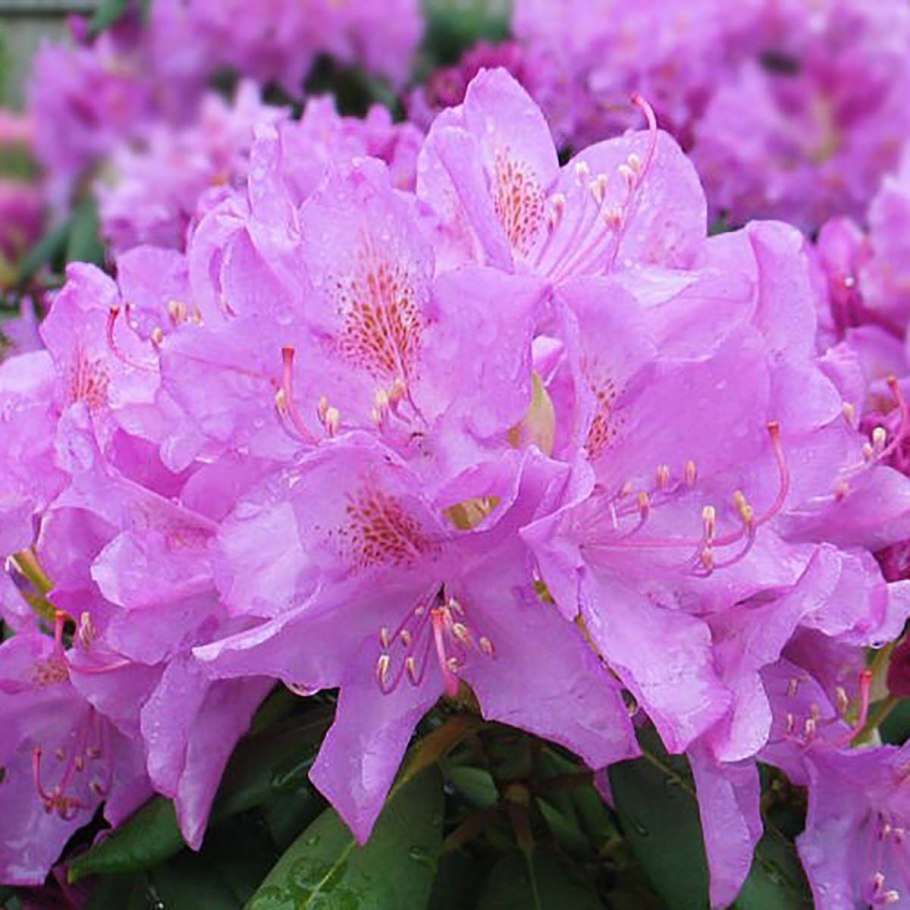 Рододендрон Roseum elegans