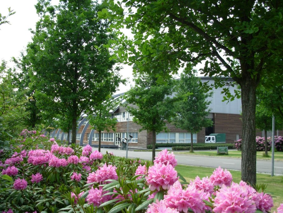 Рододендрон English Roseum