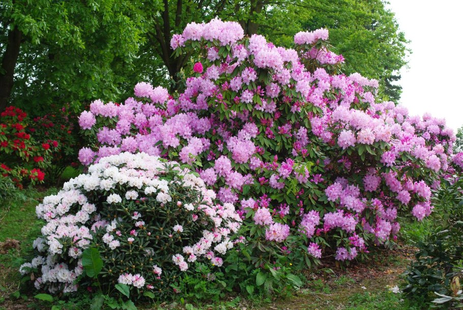 Rhododendron 'English Roseum'