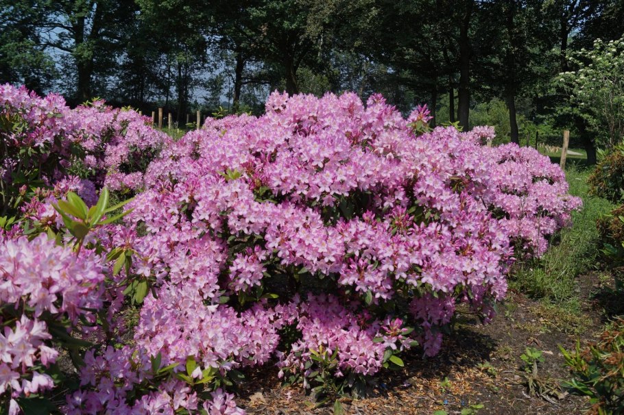 Рододендрон гибридный Roseum elegans