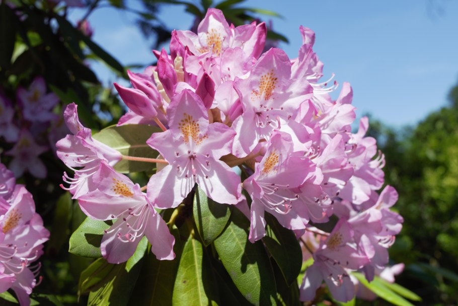 Rhododendron Roseum elegans в клумбе