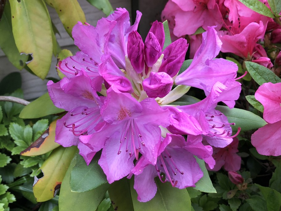 Рододендрон English Roseum