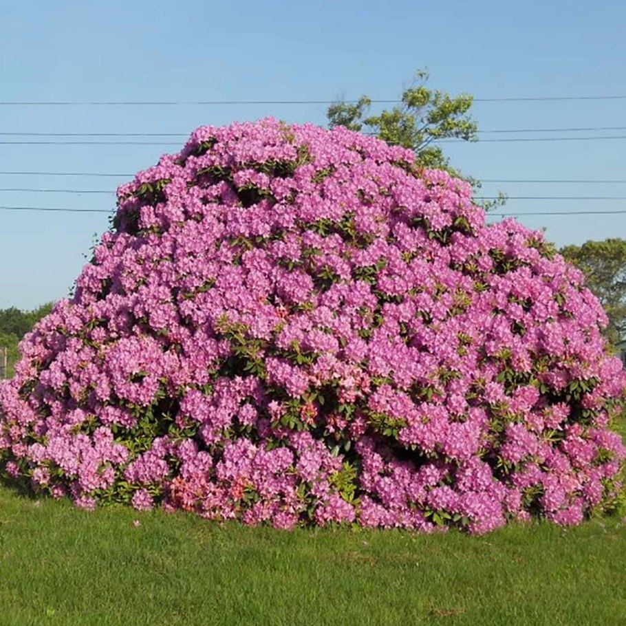 Rhododendron Bloom Champion