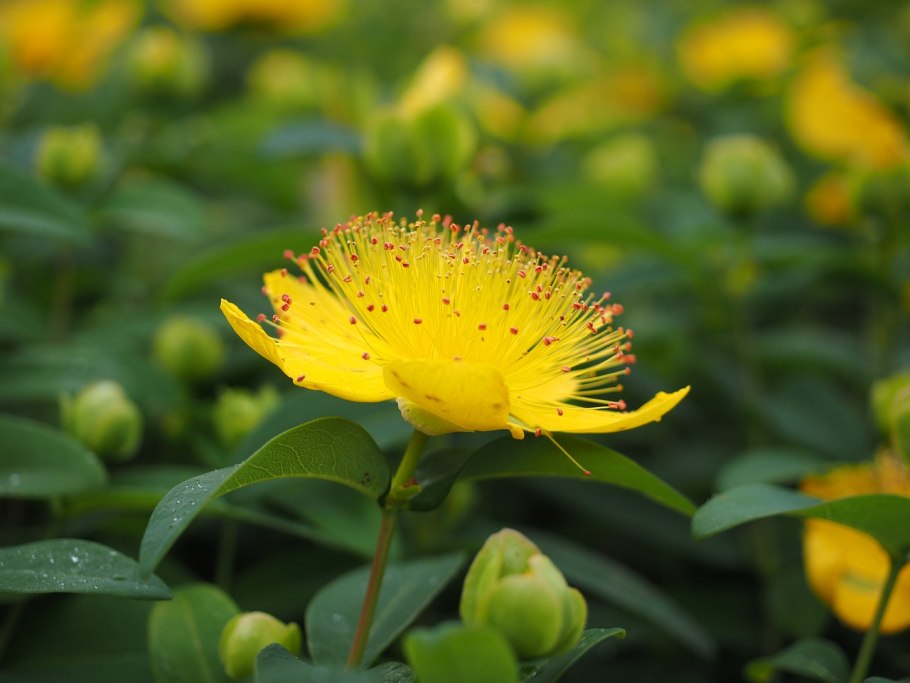 Гиперикум цветение