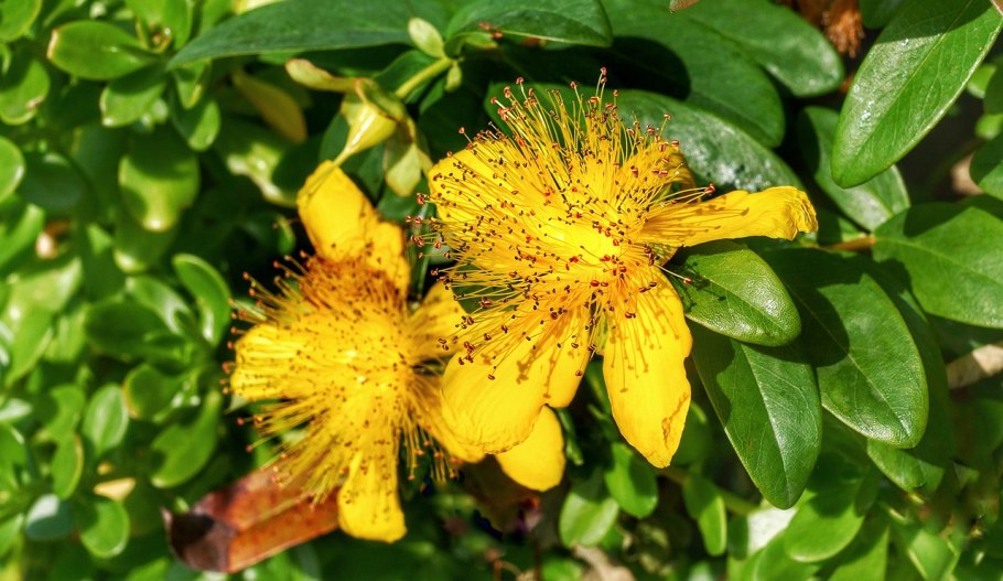 Hypericum perforatum Leaf