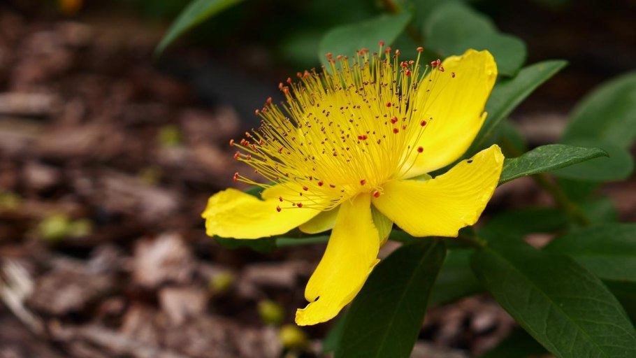 Растения с желтыми тычинками с целебными свойствами
