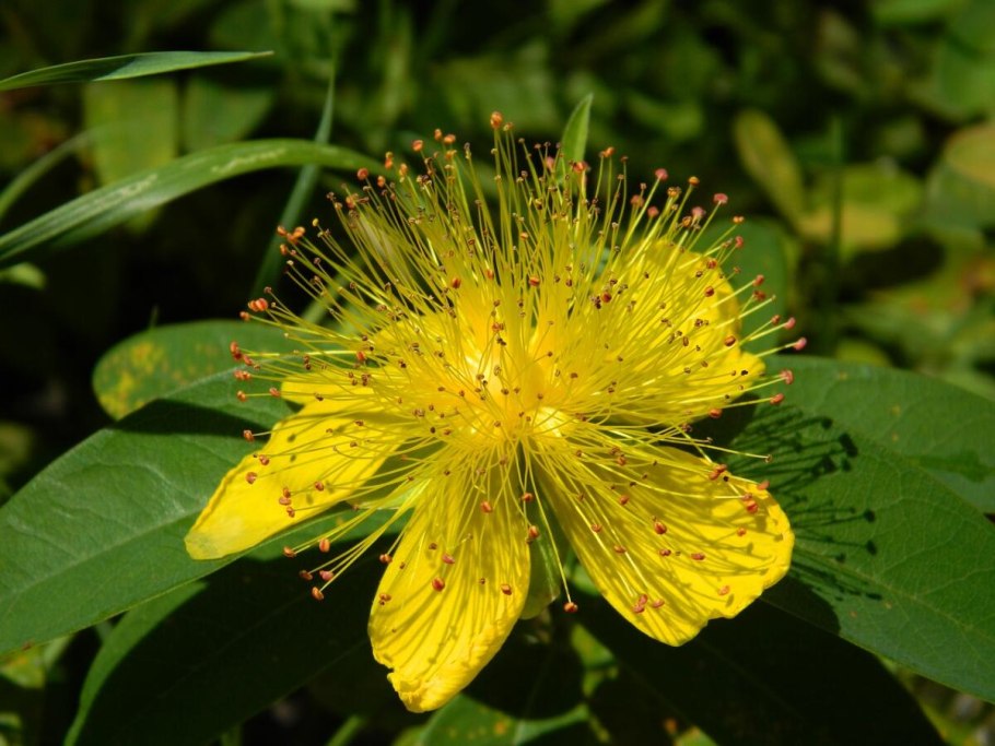 Зверобой Камчатский