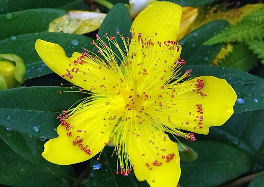 Зверобой цветки актиноморфные