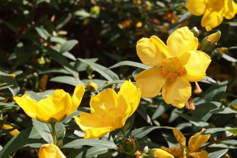 Поляны со зверобоем