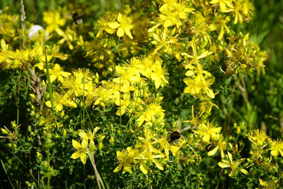 Зверобой Монбре