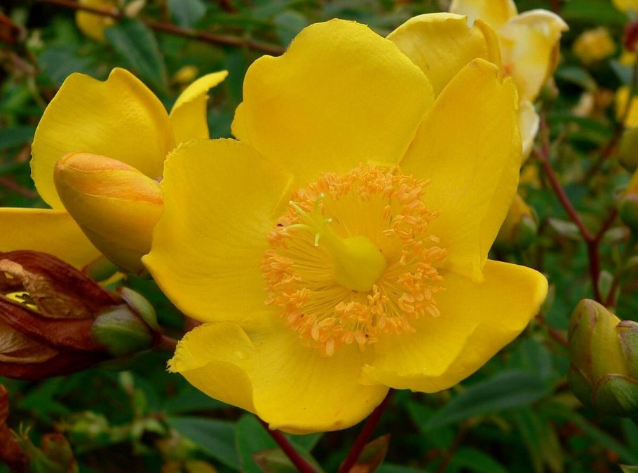 Зверобой продырявленный листья