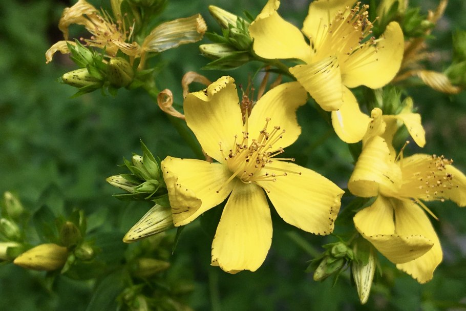 Зверобой кустарниковый Rose of Sharon