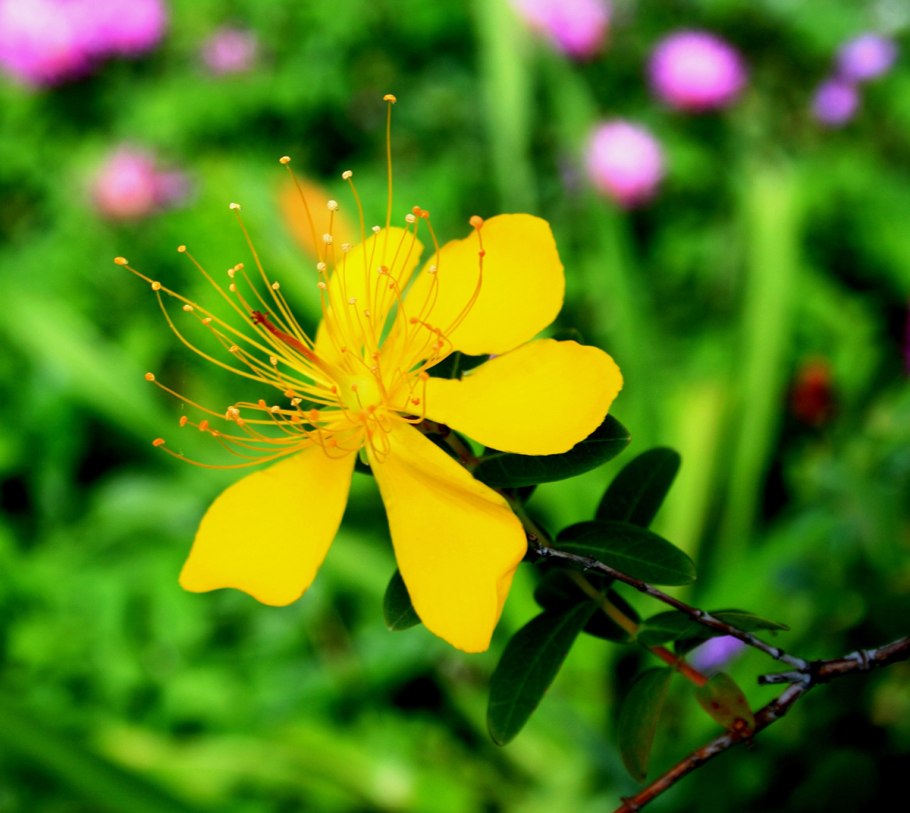 Зверобой продырявленный стебель