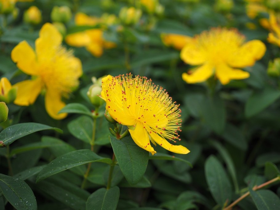 Hypericum calycinum