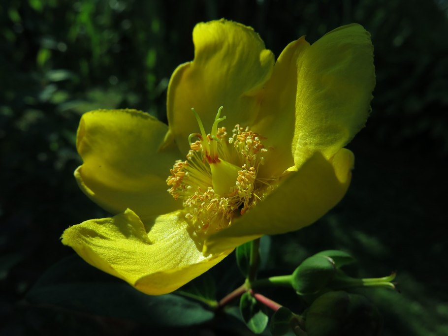 Hypericum patulum