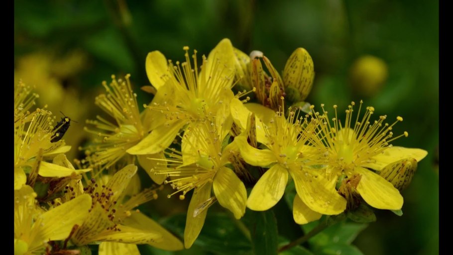 Ветка с желтыми цветами