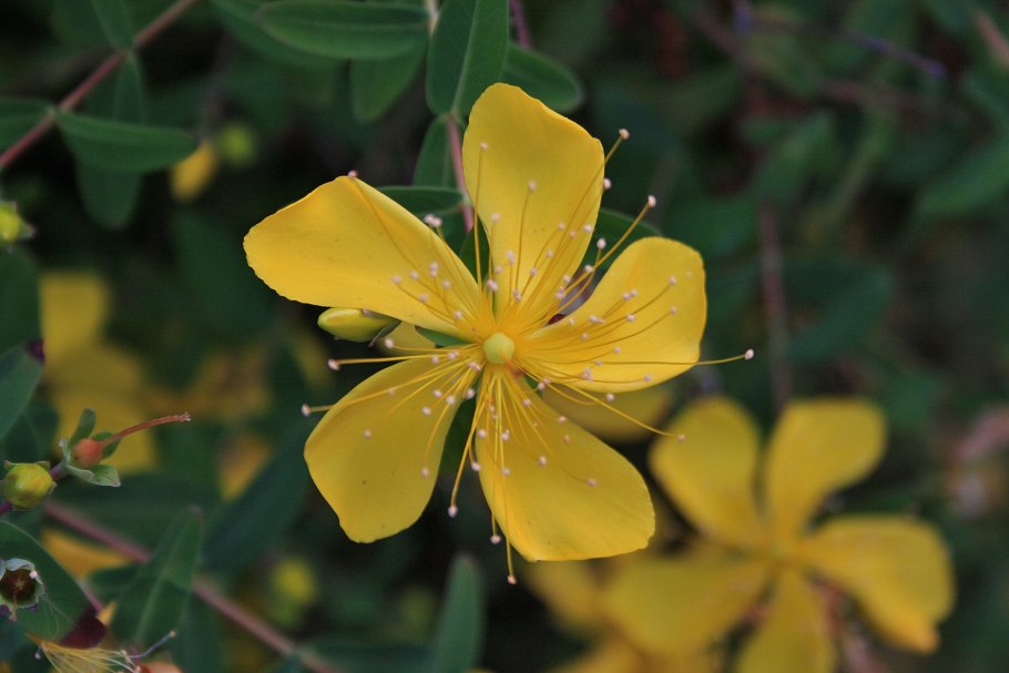 Зверобой (Hypericum)