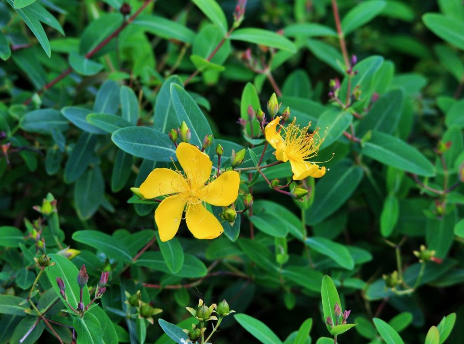 Зверобой льнянколистный