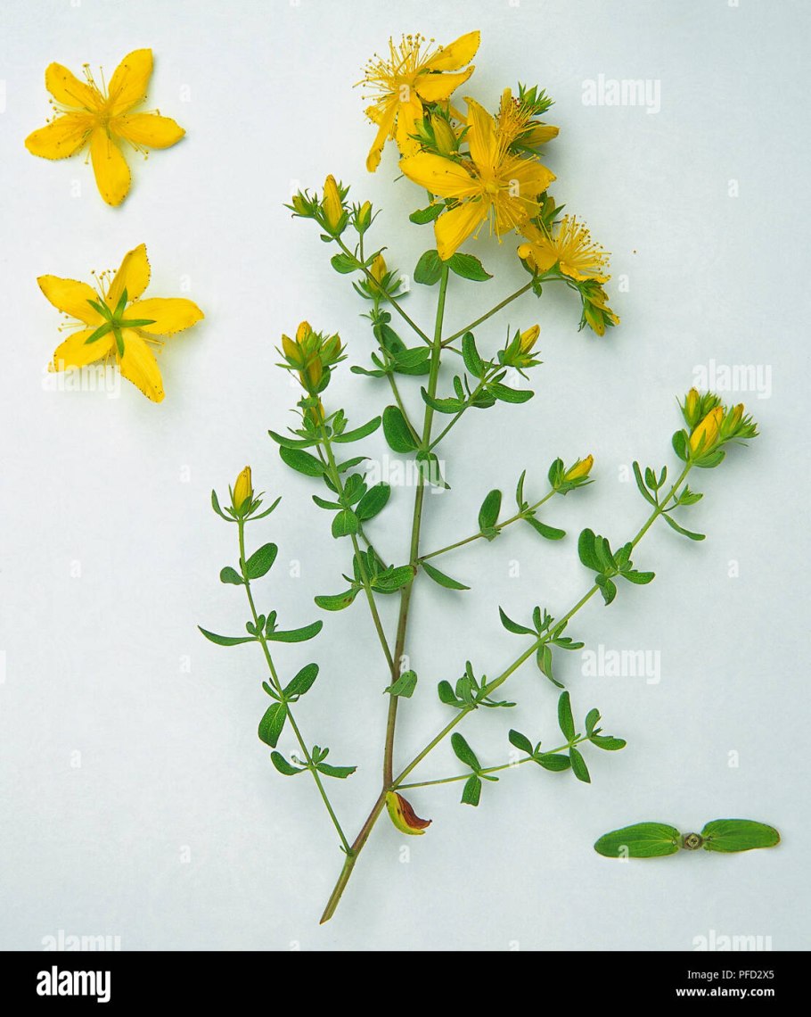 Трава зверобоя продырявленного