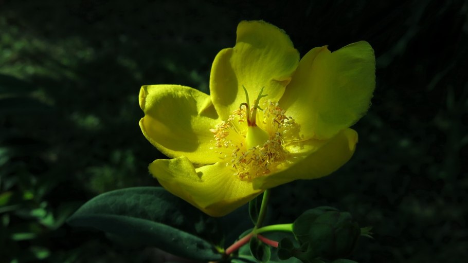 Зверобой St John's Wort