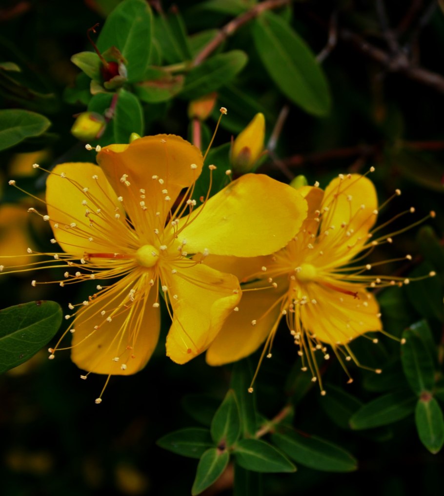 Зверобой волосистый(Hypericum hirsutum l.)
