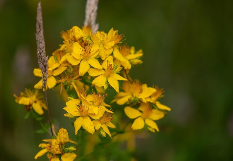 Зверобой продырявленный Hypericum perforatum l.