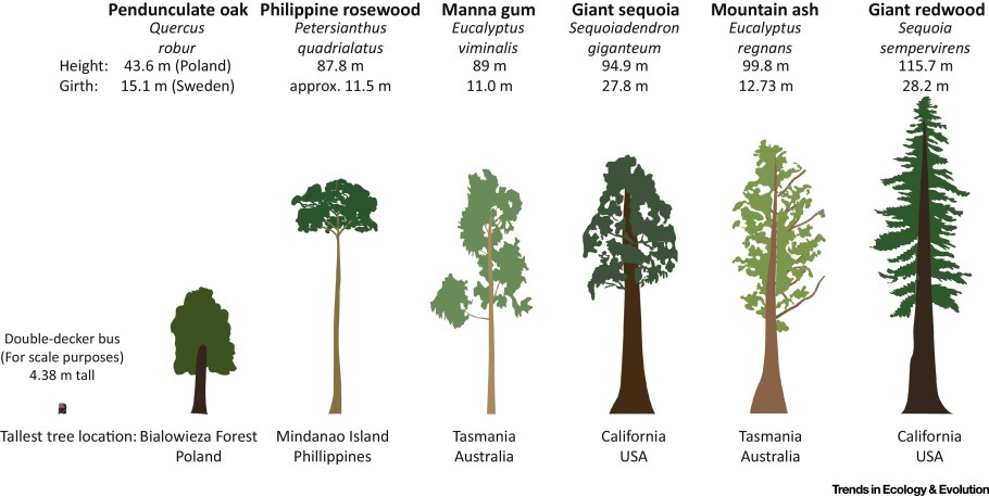 Quercus Alba – белый дуб