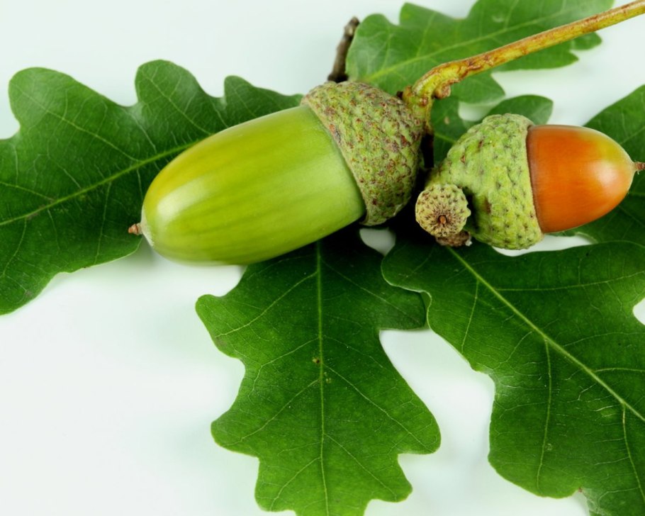 Деревья и кустарники для детей