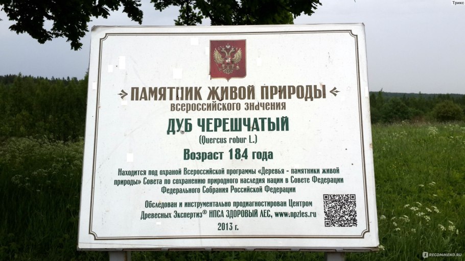 Дуб Священное дерево