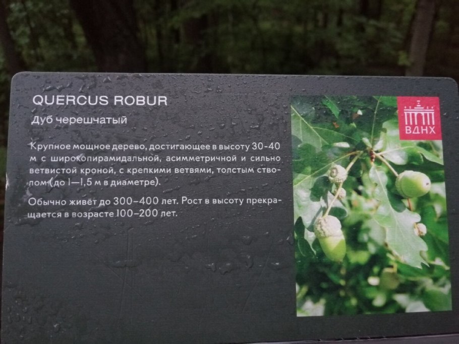 Дуб черешчатый гербарий