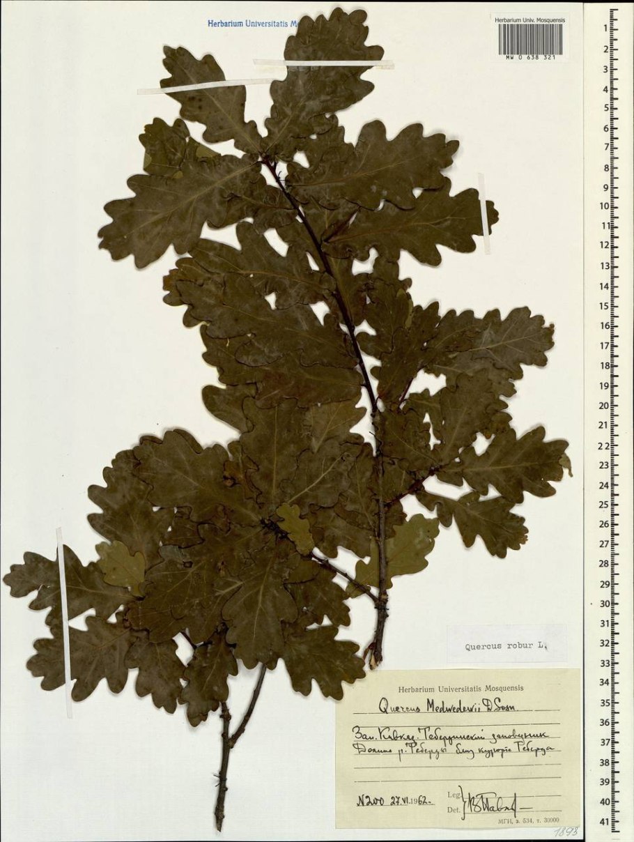 Quercus Robur рисунок