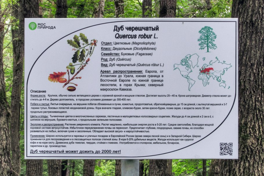 Дуб черешчатый дуб красный