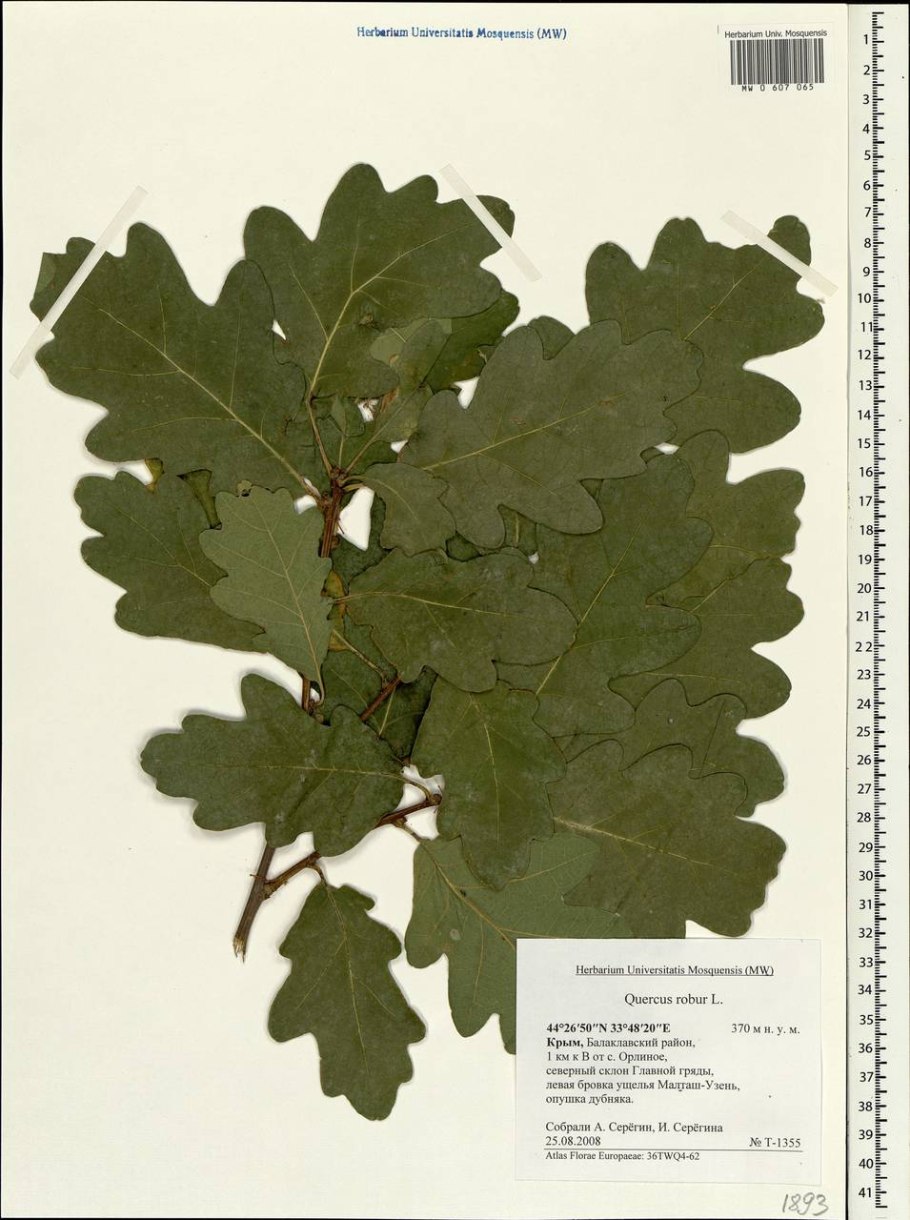 Дуб черешчатый (Quercus Robur)