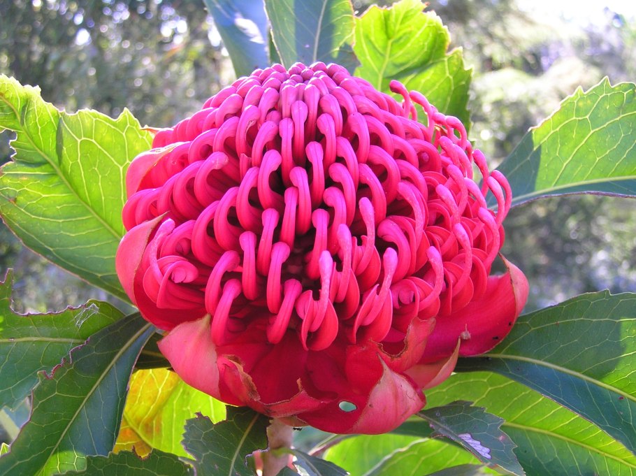 Телопея SP Waratah