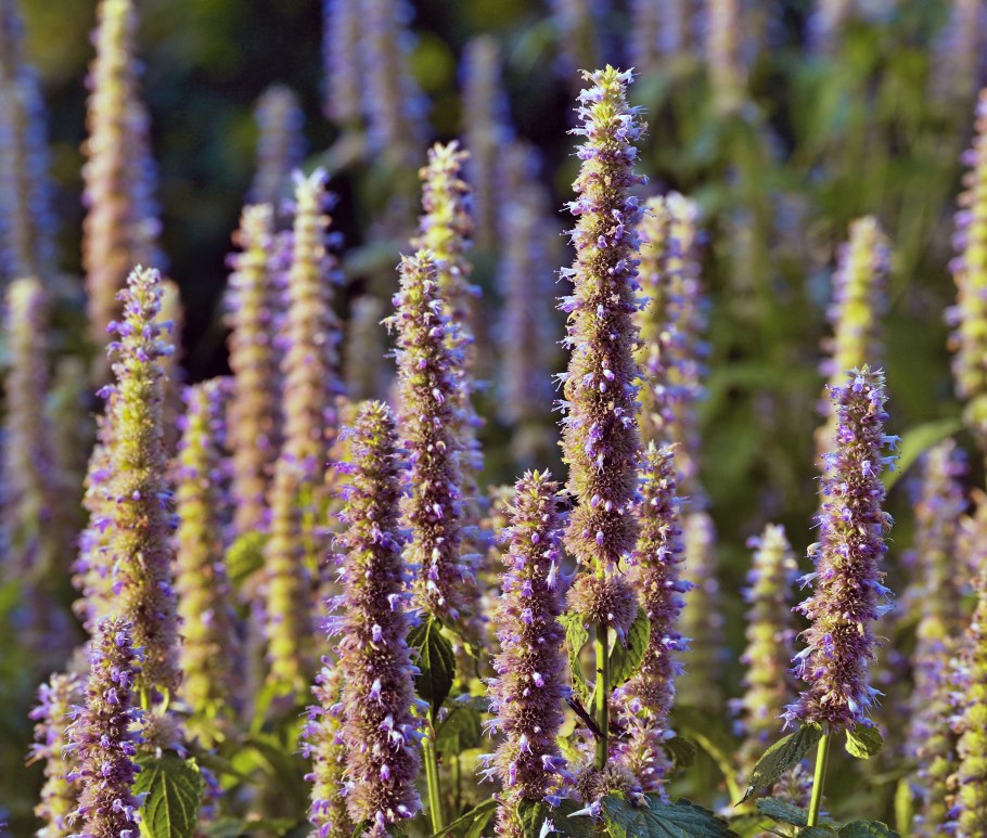 Фацелия медонос