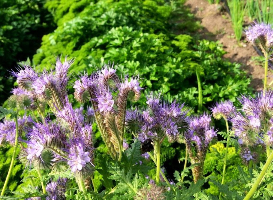 Пенстемон Стриктус