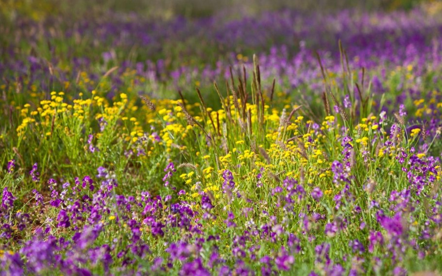 Трава синяк обыкновенный медонос