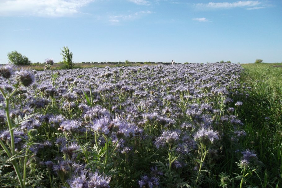 Эспарцет песчаный