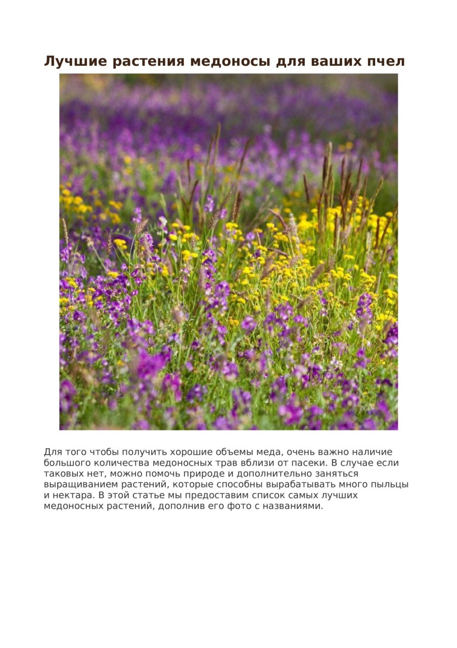 Трава донник Сибирский