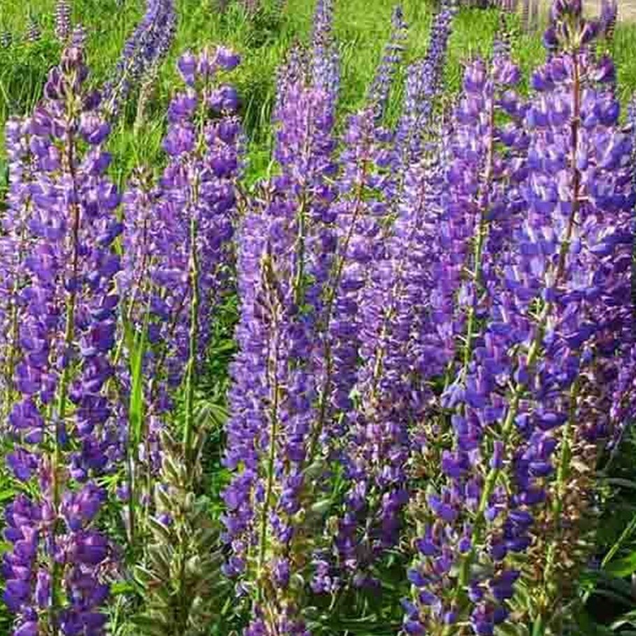 Фацелия пижмолистная