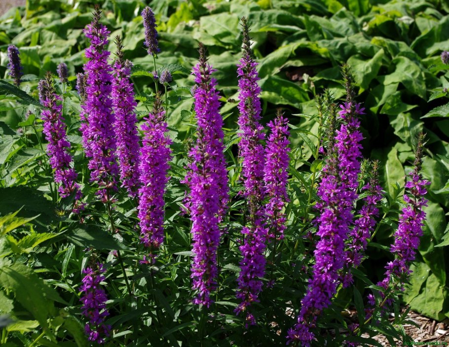 Фацелия Боландера