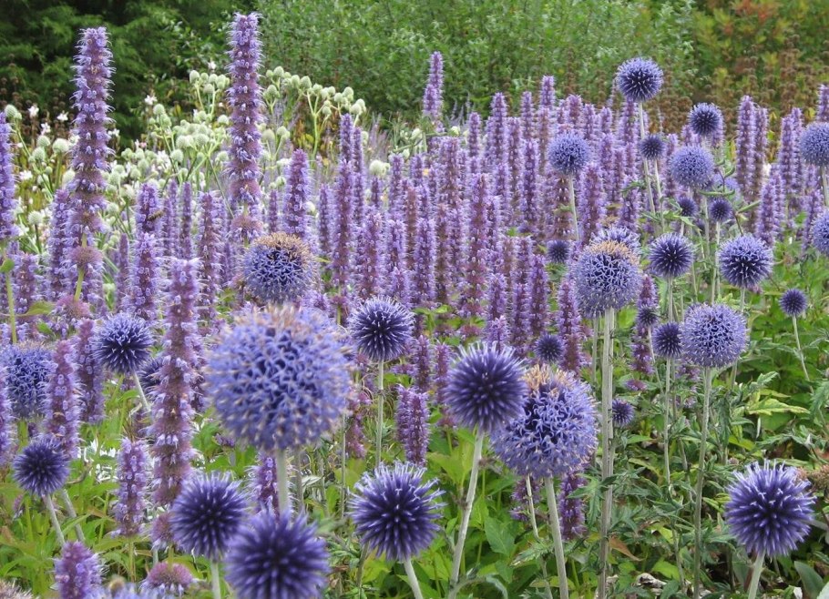 Мордовник обыкновенный (Echinops ritro)