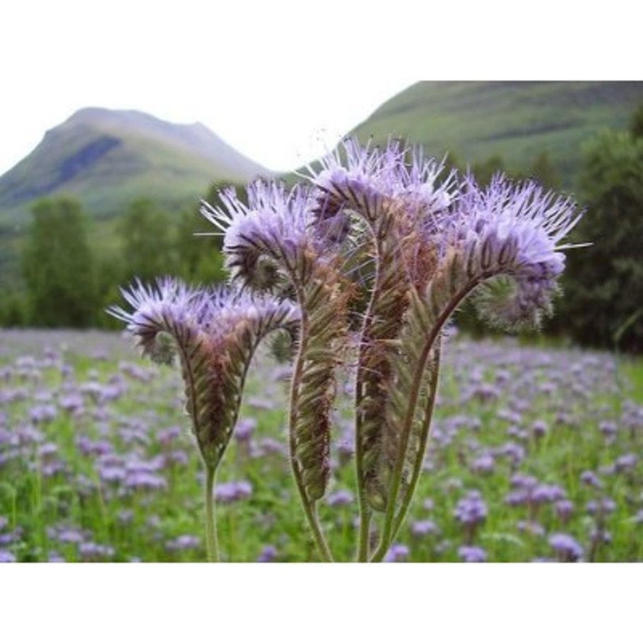 Медоносы донник пчела