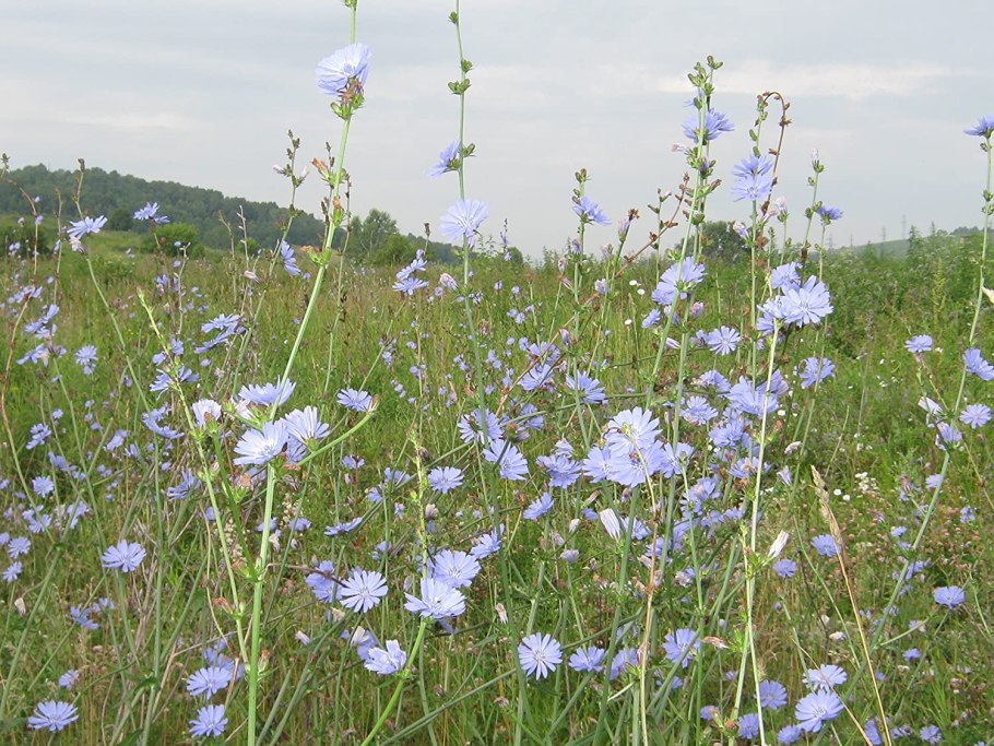Сурепка кормовая культура