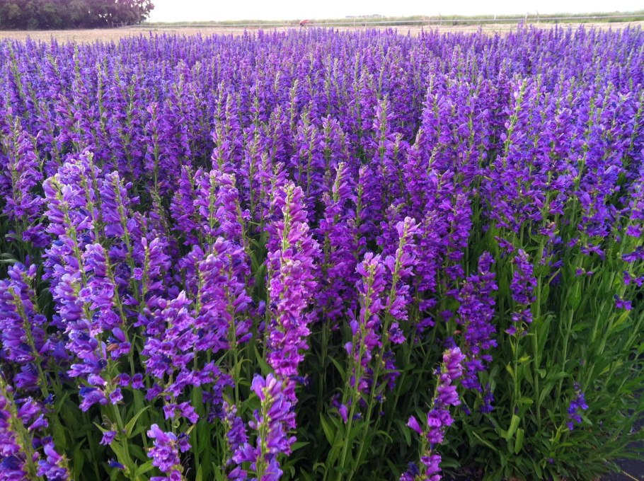 Лофант тибетский мед