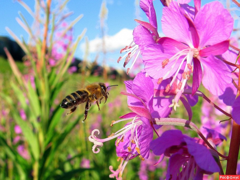 Козлятник сидерат